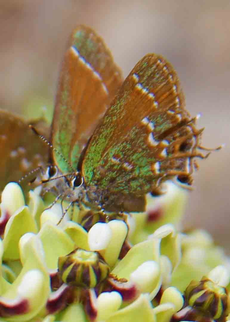 Image about two butterflies standing in a flower looking at each other