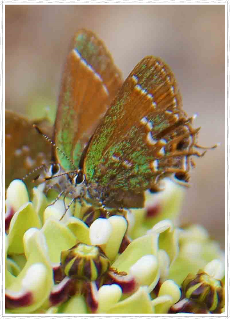 Image about two butterflies standing in a flower looking at each other